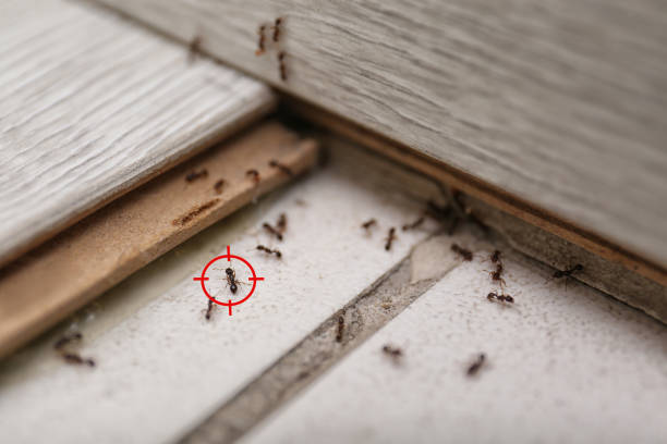 Best Rat Extermination Near Me  in Jasper, GA