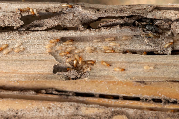 Best Affordable Pest Control Services  in Jasper, GA