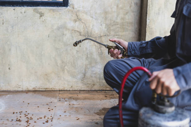 Best Rat Extermination Near Me  in Jasper, GA